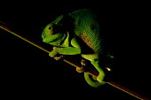 Chameleon on branch Green,perching,lizard,reptile,reptilia,vertebrate,profile,portrait,close-up,dark