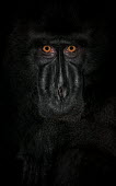 Crested black macaque portrait Primates,primate,critically endangered,close-up,face,eyes,dark,black,portrait,monkey,mammal,mammalia,looking at camera,head shot,Mammalia,Mammals,Chordates,Chordata,Old World Monkeys,Cercopithecidae,O