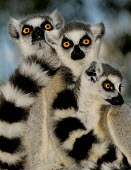 Ring-tailed lemurs Lemurs,endangered,close-up,portrait,primates,mammals,mammalia,group,huddling,eyes,tails,Chordates,Chordata,Lemuridae,Mammalia,Mammals,Primates,Animalia,Appendix I,Near Threatened,Arboreal,Africa,Rock,