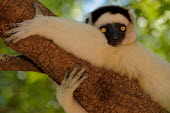 Verreaux's sifaka clinging to branch Lemurs,endangered,close-up,portrait,primates,mammals,mammalia,climbing,in tree,resting,hanging,gripping,Chordates,Chordata,Indridae,Primates,Mammalia,Mammals,Animalia,Herbivorous,Appendix I,verreauxi,