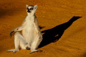 Ring-taied lemur basking in sunshine Lemurs,endangered,close-up,portrait,profile,primates,mammals,mammalia,funny,humourous,sitting,sunbathing,sunny,sleepy,male,basking,Chordates,Chordata,Lemuridae,Mammalia,Mammals,Primates,Animalia,Appen
