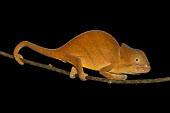 Chameleon on branch Orange,rusty,perching,lizard,reptile,reptilia,vertebrate,profile,portrait,close-up,dark