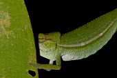 Chameleon with face behind leaf Green,perching,lizard,reptile,reptilia,vertebrate,profile,portrait,close-up,dark,hiding