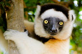 Verreaux's sifaka clinging to branch Lemurs,endangered,close-up,portrait,primates,mammals,mammalia,climbing,in tree,hanging,gripping,face,eyes,Chordates,Chordata,Indridae,Primates,Mammalia,Mammals,Animalia,Herbivorous,Appendix I,verreaux