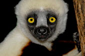 Coquerel's sifaka Lemurs,endangered,head,close-up,portrait,eyes,primates,mammals,mammalia,face,Primates,Indridae,Mammalia,Mammals,Chordates,Chordata,Tropical,Indriidae,Africa,Terrestrial,Animalia,Herbivorous,coquereli,