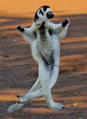 Verreaux's sifaka 'dancing' Lemurs,endangered,endemic,jumping,dancing,funny,humourous,mid air,mammal,mammals,primate,primates,running,action,behaviour,Chordates,Chordata,Indridae,Primates,Mammalia,Mammals,Animalia,Herbivorous,Ap