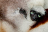 Young Verreaux's sifaka clinging to mother Lemurs,endangered,close-up,baby,cute,parent,mother,portrait,primates,mammals,mammalia,Chordates,Chordata,Indridae,Primates,Mammalia,Mammals,Animalia,Herbivorous,Appendix I,verreauxi,Tropical,Vulnerabl