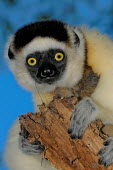 Verreaux's sifaka clinging to branch Lemurs,endangered,close-up,portrait,primates,mammals,mammalia,climbing,in tree,hanging,gripping,Chordates,Chordata,Indridae,Primates,Mammalia,Mammals,Animalia,Herbivorous,Appendix I,verreauxi,Tropical