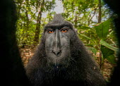 Crested black macaque close-up Primates,primate,critically endangered,close-up,face,eyes,dark,black,in habitat,portrait,monkey,mammal,mammalia,looking at camera,head shot,funny,selfie,humourous,Mammalia,Mammals,Chordates,Chordata,O
