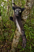 Lemur hanging from tree Lemurs,endangered,close-up,reaching,hand,portrait,primates,mammals,mammalia,climbing,in tree,hanging,gripping,cute