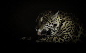 Jaguar grooming in dark Cats,Felidae,big cat,carnivora,cat,dark,Panthera,portrait,profile,grooming,tongue,licking,Chordates,Chordata,Mammalia,Mammals,Carnivores,Carnivora,South America,Desert,onca,Animalia,Savannah,Near Thre