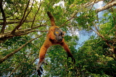 Red ruffed lemur hanging from tree Lemurs,endangered,close-up,upside down,portrait,primates,mammals,mammalia,climbing,in tree,hanging,gripping,Primates,Chordates,Chordata,Mammalia,Mammals,Lemuridae,Varecia,Arboreal,rubra,Endangered,For