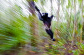 Milne-Edwards sifaka jumping on ground Lemurs,endangered,movement,action,jumping,dancing,blurr,primates,mammals,mammalia,close-up,face,eyes,cute,Indridae,Chordates,Chordata,Primates,Mammalia,Mammals,edwardsi,Arboreal,Endangered,Africa,Trop