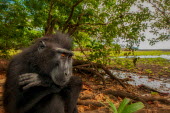 Crested black macaque Primates,primate,critically endangered,portrait,monkey,mammal,mammalia,forest,thinking,pensive,Mammalia,Mammals,Chordates,Chordata,Old World Monkeys,Cercopithecidae,Omnivorous,Asia,Appendix II,Tropica