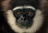 Bornean white-bearded gibbon close-up Primates,primate,monkey,eyebrow,beard,funny,close-up,portrait,grumpy,mammal,mammalia,gibbons,cute,Hylobatidae,Gibbons,Chordates,Chordata,Mammalia,Mammals,Hylobates,Terrestrial,Asia,Herbivorous,albibar