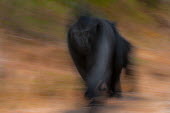 Crested black macaque running Primates,primate,critically endangered,movement,action,running,blurred,blurry,portrait,monkey,mammal,mammalia,Mammalia,Mammals,Chordates,Chordata,Old World Monkeys,Cercopithecidae,Omnivorous,Asia,Appe