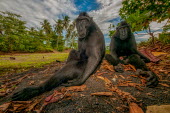 Two crested black macaques in habitat Primates,primate,critically endangered,in habitat,portrait,monkey,mammal,mammalia,relaxing,sitting,resting,lying,Mammalia,Mammals,Chordates,Chordata,Old World Monkeys,Cercopithecidae,Omnivorous,Asia,A