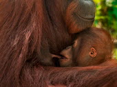 Bornean orangutan mother feeding young Primates,primate,ape,great ape,endangered,threatened,Borneo,mammal,mammalia,greater apes,wildlife,parent,young,baby,mother,caring,cute,nursing,feeding,milk,nipple,Mammalia,Mammals,Chordates,Chordata,H
