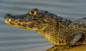 Crocodile profile Simone Sbaraglia Reptile,water,crocodilians,portraits,profile,crocodylia,teeth,basking,Wildlife