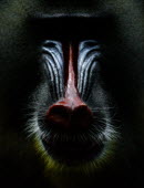 Mandrill close-up Primate,primates,monkey,mammal,mammalia,portrait,close-up,colourful,dark,staring,baboon,face,eyes,head,looking into camera,nose,arty,artistic,Old World Monkeys,Cercopithecidae,Mammalia,Mammals,Primate