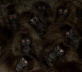 Group of geladas Primates,primate,monkey,baboon,mammals,mammalia,close-up,group,dark,eyes,huddle,huddling,Chordates,Chordata,Old World Monkeys,Cercopithecidae,Mammalia,Mammals,Grassland,Animalia,Theropithecus,Herbivor