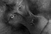 Black and white gelada Primates,primate,monkey,baboon,mammals,mammalia,close-up,portrait,looking at camera,face,eyes,black and white,Chordates,Chordata,Old World Monkeys,Cercopithecidae,Mammalia,Mammals,Grassland,Animalia,T