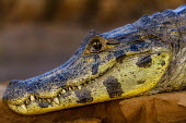 Yacare caiman profile Reptile,crocodilians,portraits,profile,crocodylia,teeth,eyes,head,menacing,caimans,Alligatoridae,Aligators and Caimans,Reptilia,Reptiles,Chordates,Chordata,Crocodilia,Crocodilians,Caiman,Terrestrial,A