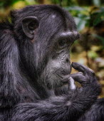 Chimpanzee calling Ape,great ape,human-like,mammals,primate,primates,calling,behaviour,action,portrait,endangered,head,close-up,face,eyes,Hominids,Hominidae,Chordates,Chordata,Mammalia,Mammals,Primates,Endangered,Africa