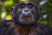 Chimpanzee profile Ape,great ape,human-like,mammals,primate,primates,calling,behaviour,action,portrait,endangered,head,close-up,face,eyes,hand,Hominids,Hominidae,Chordates,Chordata,Mammalia,Mammals,Primates,Endangered,A