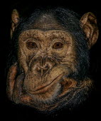 Chimpanzee looking up Ape,great ape,human-like,mammals,primate,primates,rainforest,on ground,sunny,in habitat,looking up,sitting,Hominids,Hominidae,Chordates,Chordata,Mammalia,Mammals,Primates,Endangered,Africa,Animalia,Tr