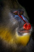 Mandrill profile Primate,primates,monkey,mammal,mammalia,portrait,close-up,colourful,dark,baboon,face,eyes,head,profile,nose,arty,artistic,Old World Monkeys,Cercopithecidae,Mammalia,Mammals,Primates,Chordates,Chordata