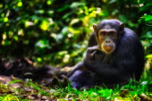 Chimpanzee close-up Ape,great ape,human-like,mammals,primate,primates,looking into camera,portrait,endangered,head in hands,close-up,face,eyes,Hominids,Hominidae,Chordates,Chordata,Mammalia,Mammals,Primates,Endangered,Af