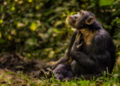 Chimpanzee portrait Ape,great ape,human-like,mammals,primate,primates,rainforest,on ground,sunny,in habitat,looking into camera,sitting,Hominids,Hominidae,Chordates,Chordata,Mammalia,Mammals,Primates,Endangered,Africa,An