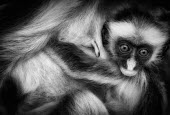 Young Kirk's red colobus clinging to mother Primate,primates,baby,young,monkey,feeding,mother,parent,cute,family,Procolobus,Chordata,Scrub,Herbivorous,Endangered,Primates,Africa,Mammalia,Animalia,Cercopithecidae,kirkii,Tropical,Agricultural,Arb