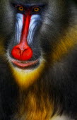 Mandrill close-up Primate,primates,monkey,mammal,mammalia,portrait,close-up,colourful,staring,baboon,face,eyes,head,looking into camera,nose,arty,artistic,Old World Monkeys,Cercopithecidae,Mammalia,Mammals,Primates,Cho
