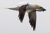 Gannet carrying nest material Birds,bird,aves,nesting,behaviour,carrying,seaweed,sulidae,in flight,flying,wings spread,wings,movement,moving,holding in bill,bill,Aves,Chordates,Chordata,Ciconiiformes,Herons Ibises Storks and Vultu