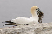Gannet carrying nest material including plastic Birds,bird,aves,nesting,behaviour,carrying,seaweed,sulidae,holding in bill,bill,plastic,conservation threats,threats,microplastic,litter,pollution,Aves,Chordates,Chordata,Ciconiiformes,Herons Ibises S
