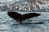 Humpback whale tail with scarring Baleen,calm,cetacean,mammal,fluke,flukes,tail,marine,peaceful,surface,diving,movement,scar,injured. Injury,behaviour,Rorquals,Balaenopteridae,Cetacea,Whales, Dolphins, and Porpoises,Chordates,Chordata