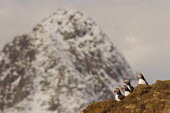 Puffins sat on mountain Bird,aves,mountain,landscapes,seabirds,cliff,coastal,coast,geology,standing,rocks,rocky,Ciconiiformes,Herons Ibises Storks and Vultures,Alcidae,Auks, Murres, Puffins,Aves,Birds,Chordates,Chordata,Flyi