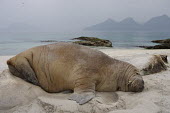 Walrus asleep on beach Arctic,sleeping,behaviour,carnivores,marine mammals,mammals,pinnepeds,coast,sleepy,mammalia,beach,sand,shore,shoreline,coastal,Carnivores,Carnivora,Chordates,Chordata,Walruses,Odobenidae,Mammalia,Mamm