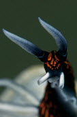 Black, orange and white nudibranch head Indra Swari Sea slug,bizarre,weird,colourful,gastropod,gastropoda,invertebrate,mollusc,marine,mollusca,plain background,saltwater,underwater,alien,strange,unusual