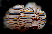 White, orange and grey nudibranch Sea slug,bizarre,weird,colourful,gastropod,gastropoda,invertebrate,mollusc,marine,mollusca,plain background,saltwater,underwater,alien,strange,unusual