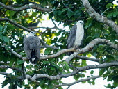 White-bellied Sea-Eagle (Haliaeetus leucogaster) papuanewguinea,newbritain,whitebelliedseaeagle,haliaeetusleucogaster,kookr,davidcookwildlifephotography,sonysal300f28g2,sonya77mkii,sonyilca77m2,2014davidcookwildlifephotographyallrightsreserved,Anima