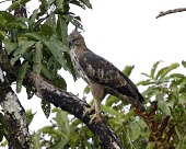Changeable hawk-eagle in tree bird,aves,wildlife,nature,indian crested hawk eagle,birds of prey,animal,perching,perch,branch