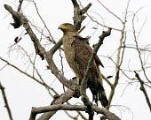Crested serpent-eagle India,Assam,birds,aves,birds of prey,perching,perched,on branch,Agricultural,Least Concern,Falconiformes,IUCN Red List,CITES,Sub-tropical,Aves,Animalia,Terrestrial,Accipitridae,Flying,Forest,Appendix