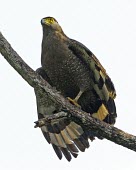 Crested serpent-eagle Birds,aves,perching,perched,perch,branch,birds of prey,wings,Agricultural,Least Concern,Falconiformes,IUCN Red List,CITES,Sub-tropical,Aves,Animalia,Terrestrial,Accipitridae,Flying,Forest,Appendix II,