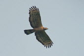 Oriental honey buzzard Oriental honey buzzard,birds,aves,underside,wings,in flight,flying,action,Asia,Carnivorous,Aves,Rainforest,Least Concern,Animalia,Agricultural,Chordata,Temperate,Flying,Terrestrial,Sub-tropical,Pernis