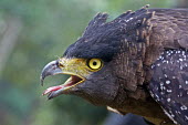 Male crested serpent eagle Crested serpent eagle,birds,aves,close up,bill,beak,mouth,tongue,face,profile,side view,Agricultural,Least Concern,Falconiformes,IUCN Red List,CITES,Sub-tropical,Aves,Animalia,Terrestrial,Accipitridae