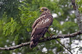 Female crested serpent eagle Crested serpent eagle,birds,aves,perching,perch,perched,branch,rear view,Agricultural,Least Concern,Falconiformes,IUCN Red List,CITES,Sub-tropical,Aves,Animalia,Terrestrial,Accipitridae,Flying,Forest,