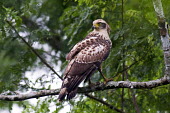 Female crested serpent eagle Crested serpent eagle,birds,aves,perching,perch,perched,branch,rear view,Agricultural,Least Concern,Falconiformes,IUCN Red List,CITES,Sub-tropical,Aves,Animalia,Terrestrial,Accipitridae,Flying,Forest,